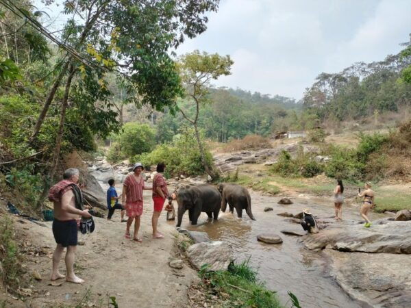 Elephant Care and Grand Canyon Jumping - Common Questions