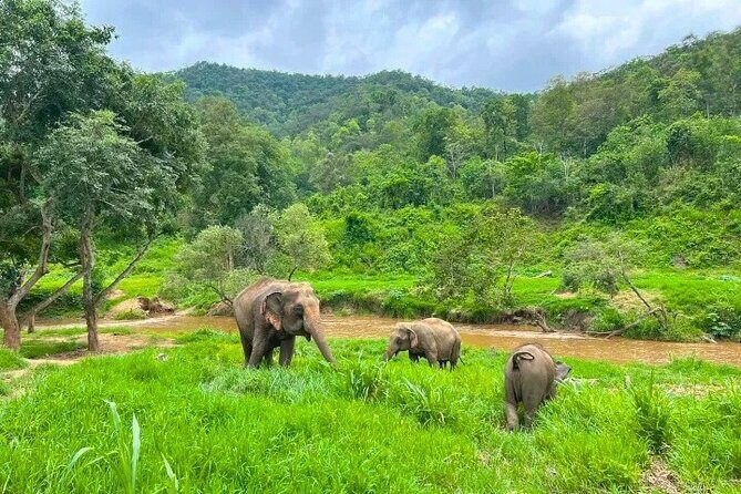 Elephant Care and Sticky Waterfalls (Bua Thong Waterfalls) Tour - Discovering the Elephant Sanctuary  