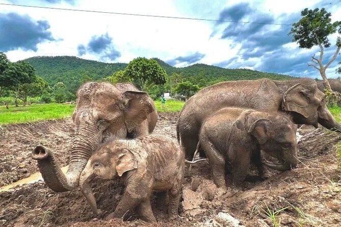 Elephant Care and Sticky Waterfalls (Bua Thong Waterfalls) Tour - Cost and Value  