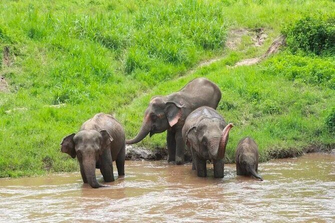 Elephant Care and Sticky Waterfalls (Bua Thong Waterfalls) Tour - Good To Know