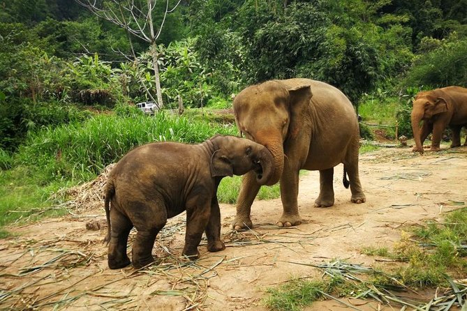 Elephant Care at Bamboo Elephant Family Care From Chiang Mai - Elephant Sanctuary Experience