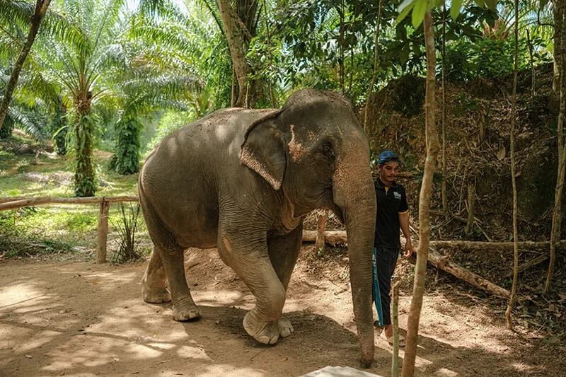 Elephant Care & ATV Jungle Adventure Experience in Krabi - Transfers and timing: leave room for the ride