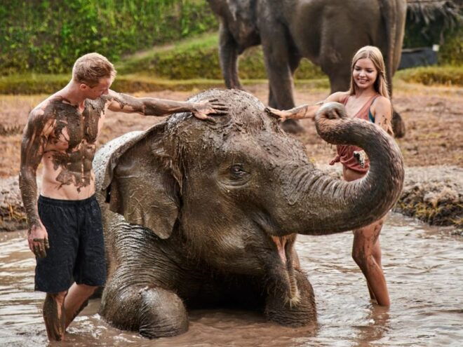 Elephant Care Experience With Mud Bath at Bali Zoo - Full Description
