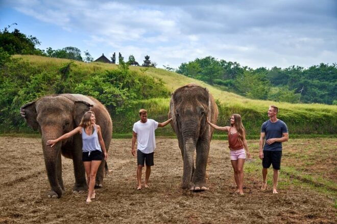 Elephant Care Experience With Mud Bath at Bali Zoo - Review Summary
