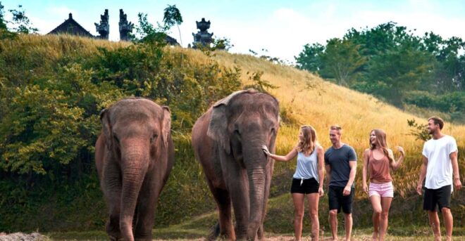 Elephant Care Experience With Mud Bath at Bali Zoo - Helpful Reviews