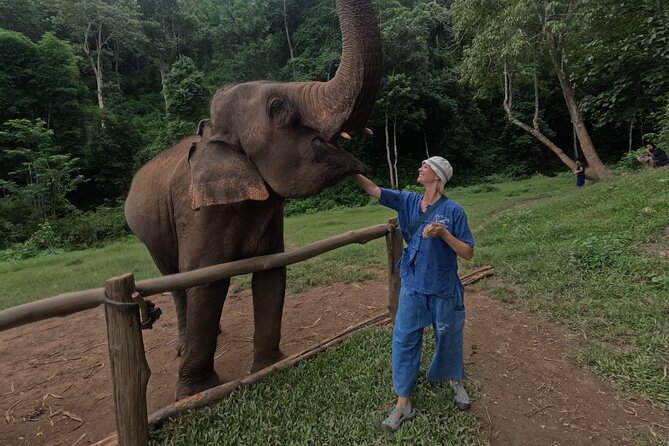 Elephant Care Program at Chiangmai Elephant Care - Program Overview