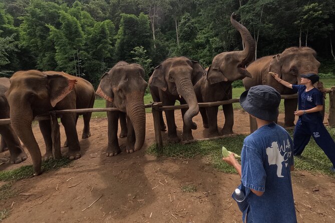 Elephant Care Program at Chiangmai Elephant Care - Learning About Elephant Conservation
