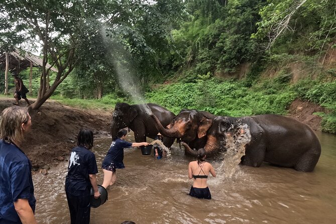 Elephant Care Program at Chiangmai Elephant Care - Elephant Bathing Experience