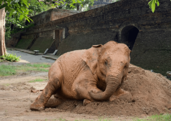 Elephant Care With Wat Umong, Doi Suthep and Night City View - Customer Feedback and Ratings