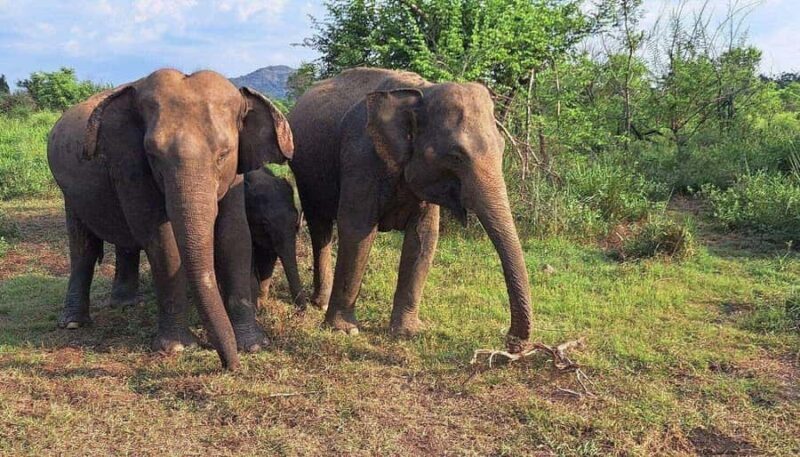 Elephant Corridor: Hurulu Eco Park Safari from Sigiriya - Good To Know