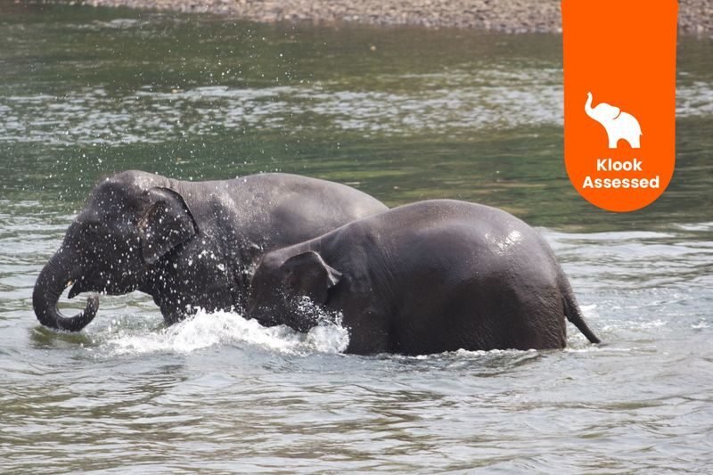 Elephant Day Care at Elephants World Kanchanaburi - What makes Elephant Day Care distinctive