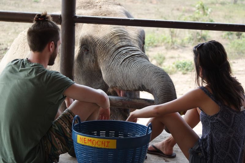 Elephant Day Care at Elephants World Kanchanaburi - A day visit or a night in the nipa hut?