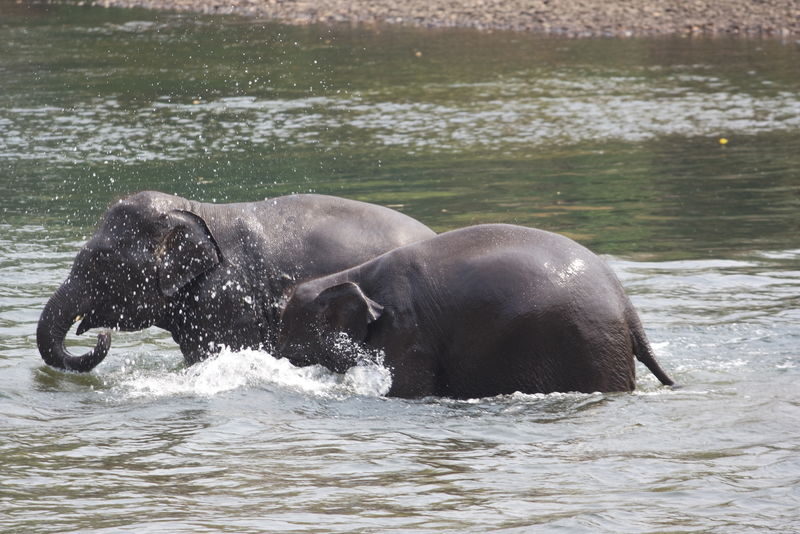 Elephant Day Care at Elephants World Kanchanaburi - Getting there from Kanchanaburi or Bangkok