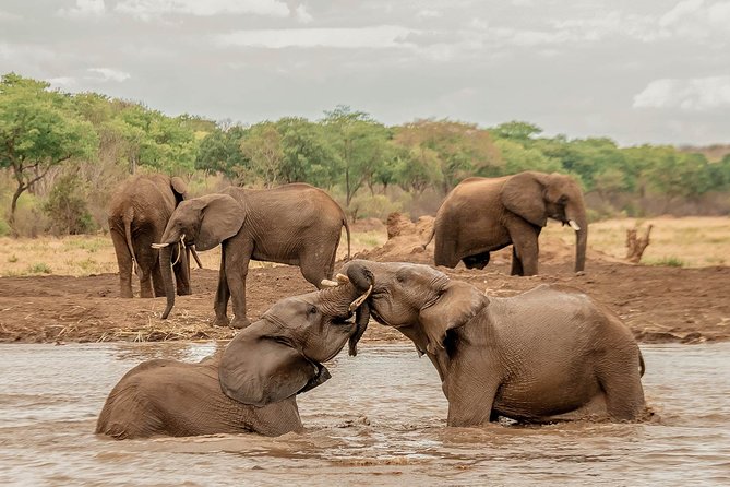 Elephant Encounter at Victoria Falls National Park - Experience Details
