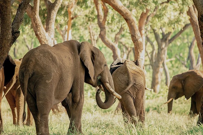 Elephant Encounter at Victoria Falls National Park - Pickup Information