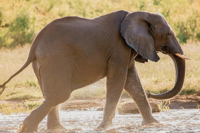 Elephant Encounter at Victoria Falls National Park - Frequently Asked Questions