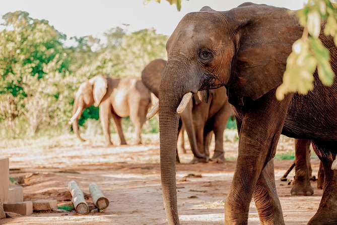 Elephant Encounter at Victoria Falls National Park - The Sum Up
