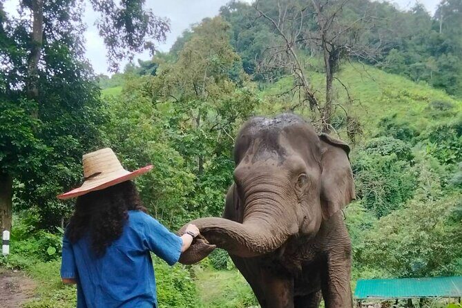 Elephant Experience and Hidden Jungle Waterfall Chiang Mai - What Makes This Tour Stand Out? A Deep Dive into the Details