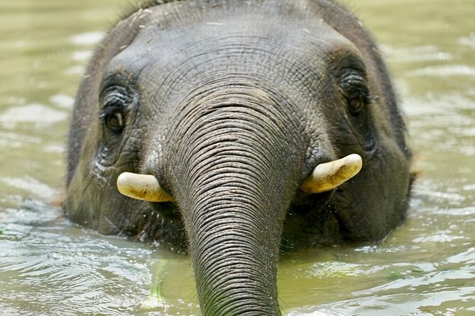 Elephant Experience at Melbourne Zoo - Ticket Information and Accessibility
