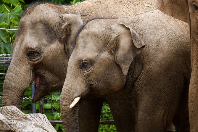Elephant Experience at Melbourne Zoo - Group Size Limitations