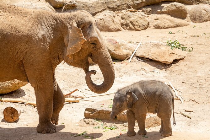 Elephant Experience at Melbourne Zoo - Common Questions