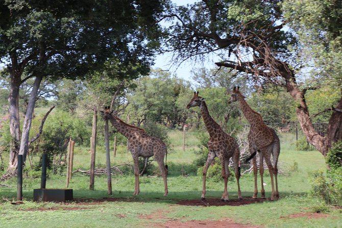 Elephant Experience & Lesedi Cultural Village - Traveler Photos and Reviews