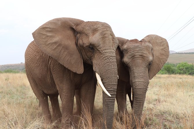 Elephant Experience & Lesedi Cultural Village - Highlights of the Elephant Experience