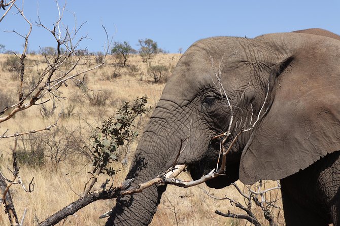 Elephant Experience & Lesedi Cultural Village - Cultural Experience at Lesedi Village