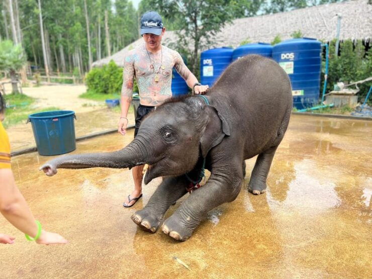 Elephant Experience With Transfers and Thai Food Buffet - Itinerary and Highlights