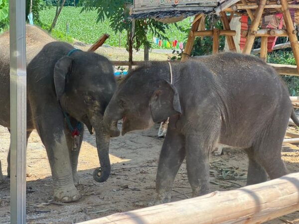 Elephant Experience With Transfers and Thai Food Buffet - Booking Details