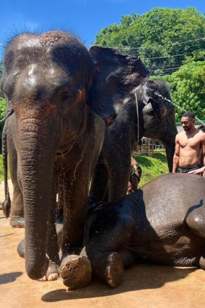 Elephant Experience With Transfers and Thai Food Buffet - Questions You May Have