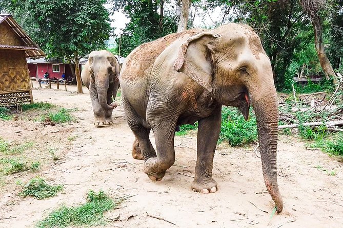 Elephant Haven Kanchanaburi With Private Transfer From Bangkok - Activities at Elephant Haven Kanchanaburi