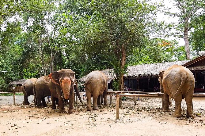 Elephant Haven Kanchanaburi With Private Transfer From Bangkok - Availability of Guided Tours in Kanchanaburi
