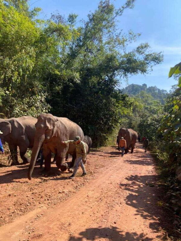 Elephant Home Sanctuary in Muang Thong Sayaboury Laos - Who Should Consider This Experience?