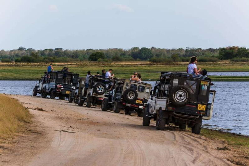 Elephant Jeep Safari at Minneriya National Park - Exploring Minneriya National Park: A Natural Wonderland