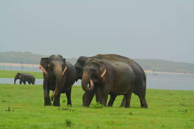 Elephant Jeep Safari at Minneriya National Park - Breaking Down the Itinerary