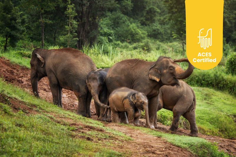 Elephant Jungle Sanctuary Chiang Mai Experience - What to know before you book