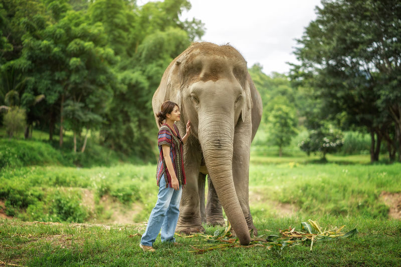 Elephant Jungle Sanctuary Chiang Mai Experience - Feeding time at the Grand Canyon branch