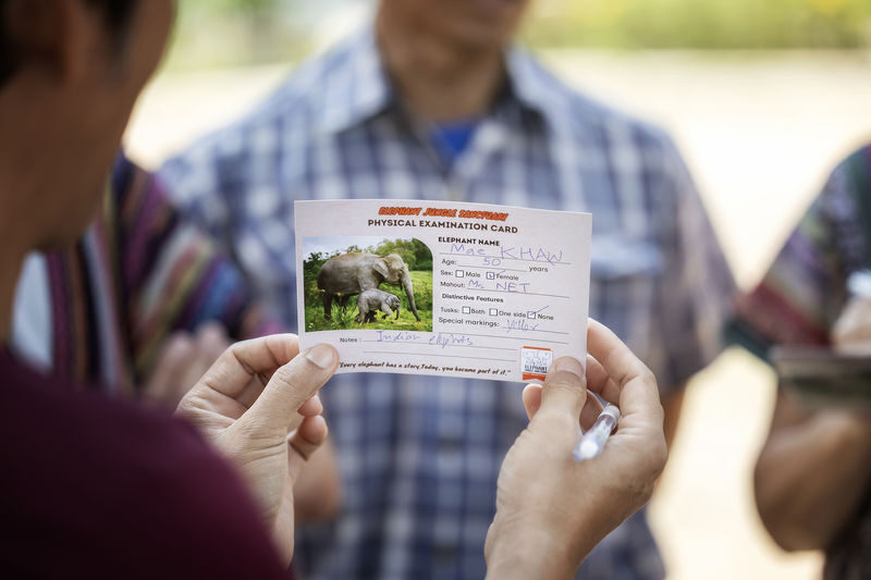 Elephant Jungle Sanctuary Chiang Mai Experience - What the price buys, and what it does not