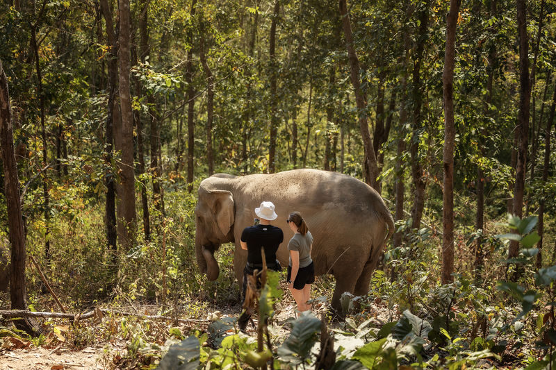 Elephant Jungle Sanctuary Chiang Mai Experience - Welfare, learning, and what ethical means here