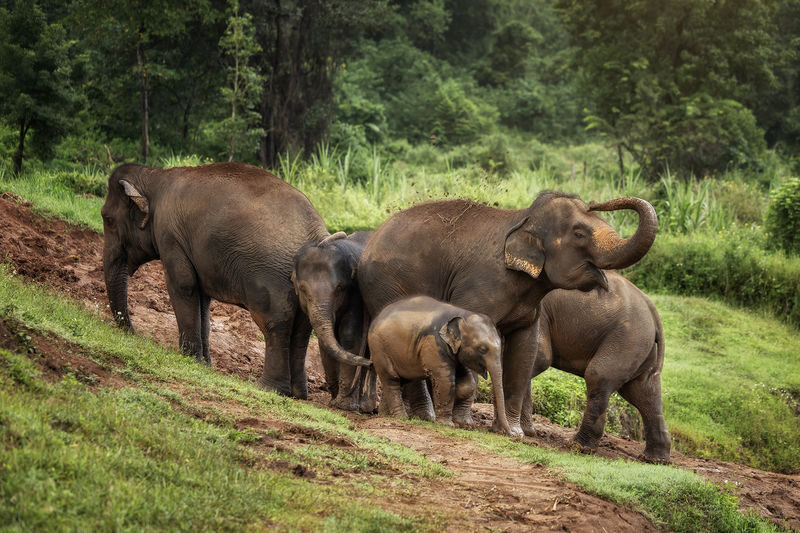 Elephant Jungle Sanctuary Chiang Mai Experience - Who will enjoy this Chiang Mai visit most