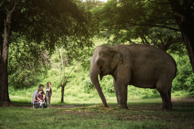 Elephant Jungle Sanctuary Chiang Mai Experience - Should you book it?