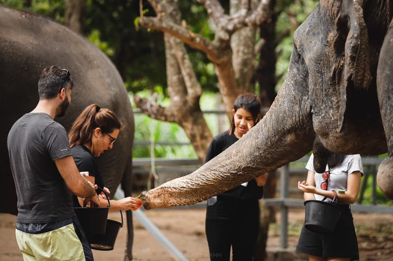 Elephant Jungle Sanctuary Experience in Koh Samui - Feeding time is the heart of the visit
