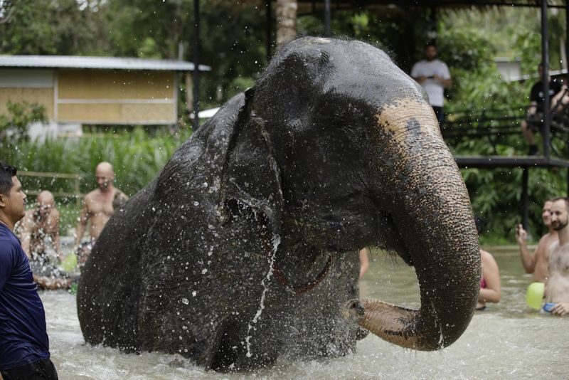 Elephant Jungle Sanctuary Experience in Koh Samui - The setting, elephant welfare, and what to look for