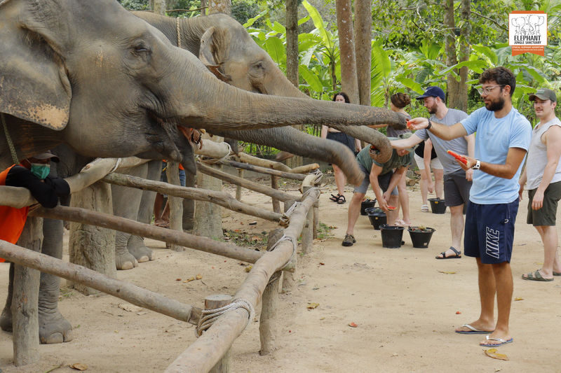 Elephant Jungle Sanctuary Experience in Koh Samui - Getting there takes planning