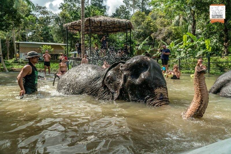 Elephant Jungle Sanctuary Experience in Koh Samui - Should you book the Elephant Jungle Sanctuary Samui visit?