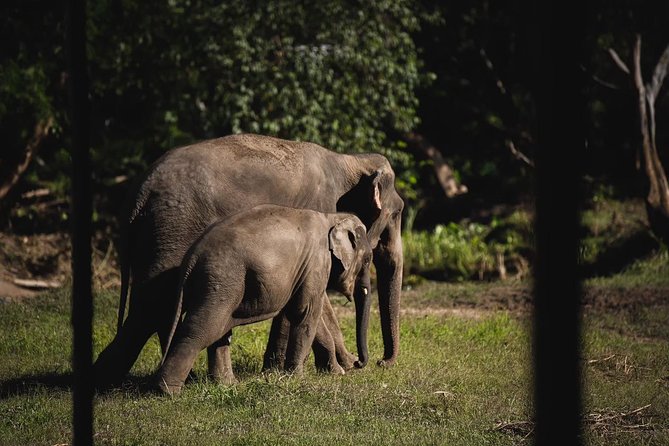 Elephant Jungle Sanctuary: Half Day Morning Program - Additional Information