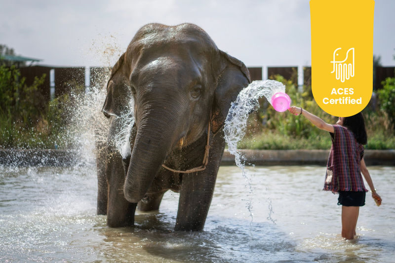 Elephant Jungle Sanctuary Pattaya Experience - What to know before you go