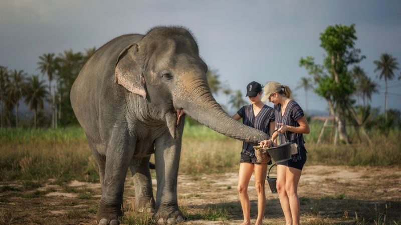 Elephant Jungle Sanctuary Pattaya Experience - Feeding elephants at Camp 1