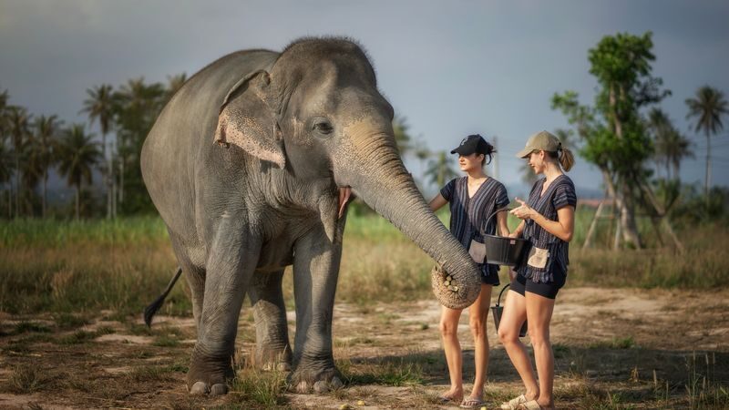 Elephant Jungle Sanctuary Pattaya Experience - Choosing the right package